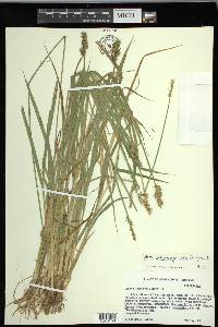 Carex laevivaginata image