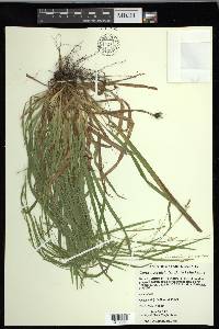 Carex laxiculmis image