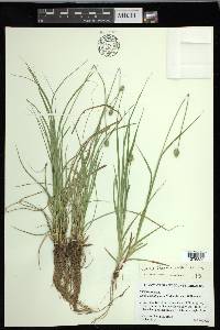 Carex leavenworthii image