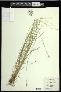 Carex leavenworthii image