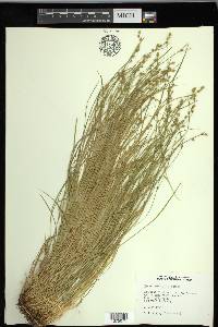 Carex laeviculmis image