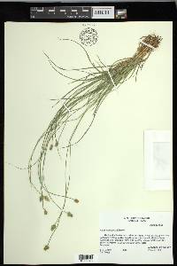 Carex leavenworthii image