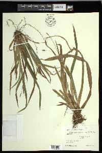 Carex laxiculmis var. laxiculmis image