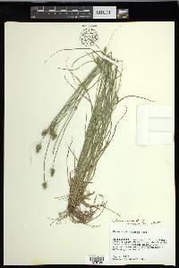 Carex leavenworthii image