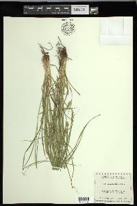 Carex leavenworthii image