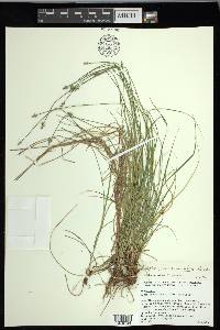 Carex leavenworthii image