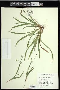 Carex laxiculmis image