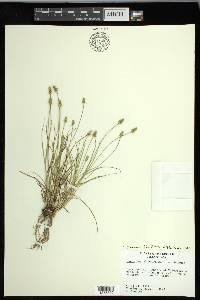 Carex leavenworthii image