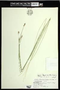 Carex leavenworthii image