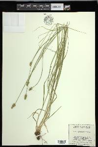 Carex leavenworthii image