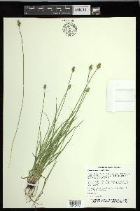 Carex leavenworthii image