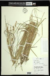 Carex laevivaginata image