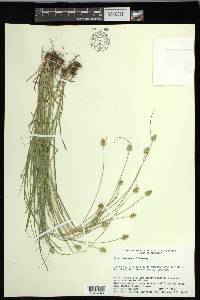 Carex leavenworthii image