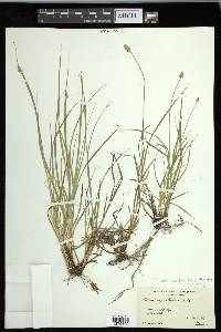 Carex leavenworthii image