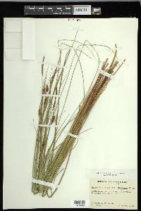 Carex lasiocarpa image