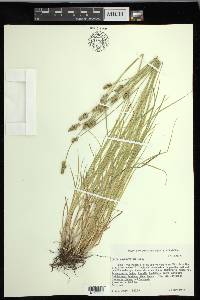 Carex leavenworthii image