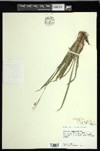 Carex laxiculmis var. laxiculmis image