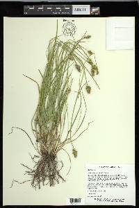 Carex leavenworthii image