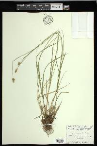 Carex leavenworthii image