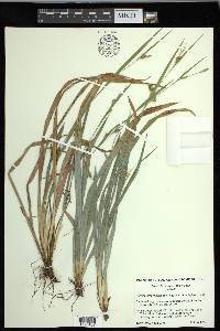 Carex laxiculmis image