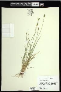 Carex leavenworthii image