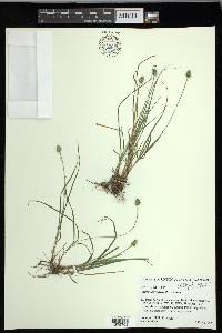 Carex leavenworthii image