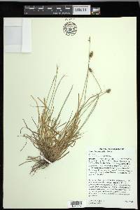 Carex leavenworthii image