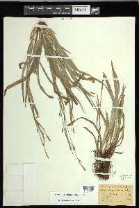 Carex laxiculmis var. laxiculmis image