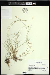 Carex leavenworthii image