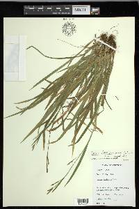 Carex laxiculmis var. copulata image