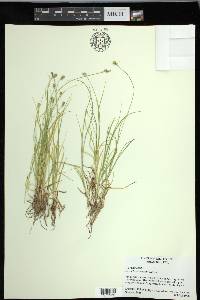 Carex leavenworthii image