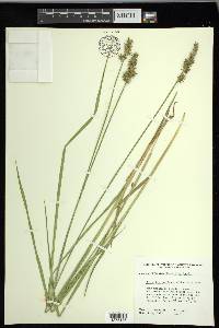 Carex laevivaginata image