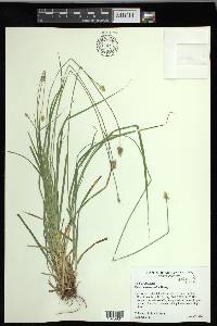 Carex leavenworthii image