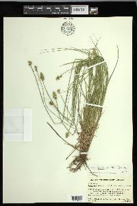 Carex leavenworthii image