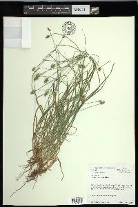 Carex leavenworthii image