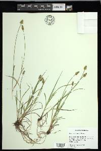 Carex leavenworthii image