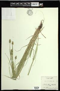 Carex leavenworthii image