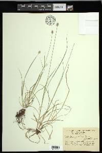 Carex leavenworthii image