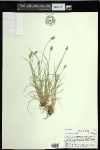 Carex leavenworthii image