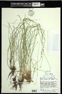 Carex laeviculmis image