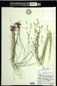 Carex laeviculmis image