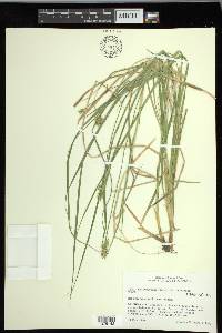 Carex laevivaginata image