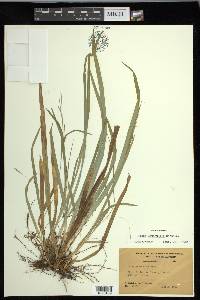 Carex laxiculmis image