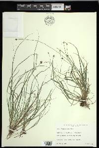 Carex leavenworthii image