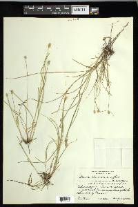 Carex leavenworthii image