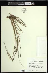 Carex lenticularis var. lenticularis image