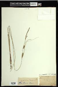 Carex lasiocarpa image