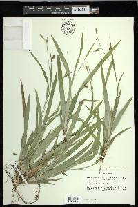 Carex laxiculmis image