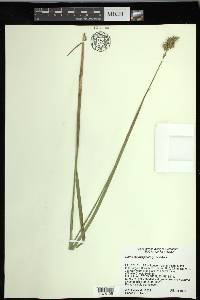 Carex laevivaginata image