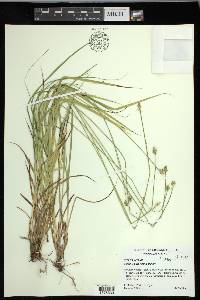 Carex leavenworthii image